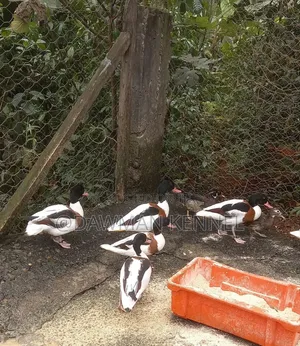 Shelducks Ducks