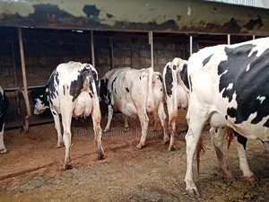 Lactating Cows for Sale
