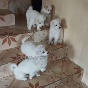 1-3 months Male Purebred Japanese Spitz