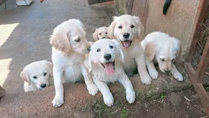 1-3 months Male Purebred Golden Retriever
