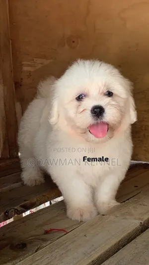 1-3 months Female Purebred Havanese