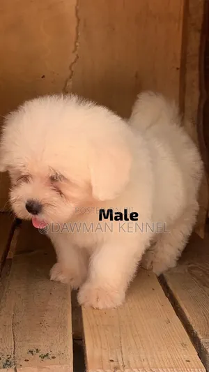 1-3 months Male Purebred Havanese