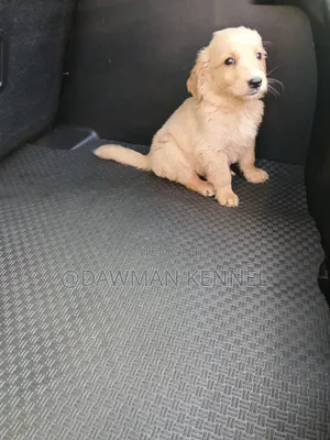 1-3 months Male Purebred Golden Retriever