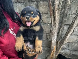 1-3 months Male Purebred Rottweiler