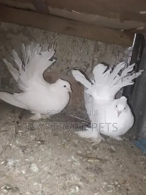 Fun Tail Birds