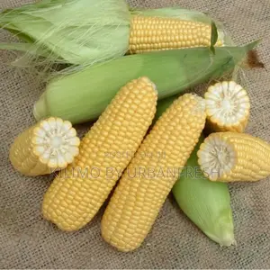 Sweet Corn Hybrix F1 Seeds 250g