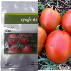 Tylka F1 Tomato (1000 Seeds at KSHS 10,150)