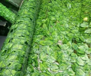 Watermelon Leaf Green Fence Plants