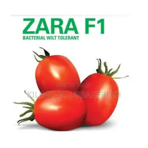 Zara F1 Tomato Seeds 10g