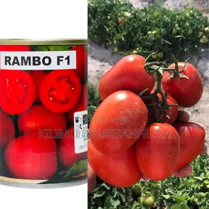 Rambo F1 Tomato Seeds 25g