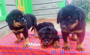 1-3 months Male Purebred Rottweiler