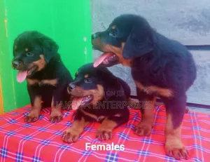 1-3 months Female Purebred Rottweiler