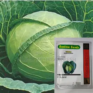 Gloria F1 Cabbage Seeds 25g