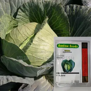 Gloria F1 Cabbage Seeds 50g