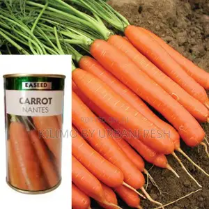 Carrot Nantes Seeds 50g