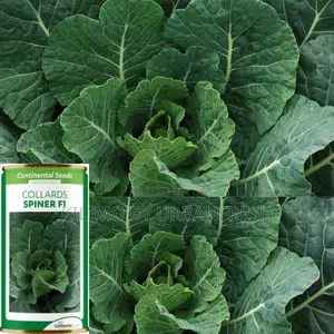 Spiner F1 Collards Seeds 50g