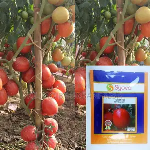 BWT Safa F1 Tomato Seeds 5g