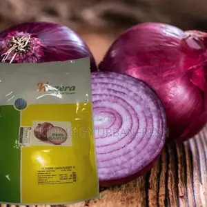 Russet F1 Onion Seeds (62,500 Seeds)