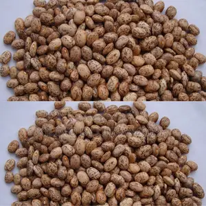 Mwitemania Beans Seeds 2kgs