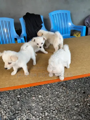 1-3 months Male Purebred Japanese Spitz