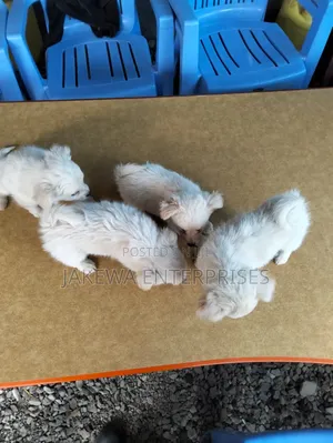 1-3 months Female Purebred Japanese Spitz