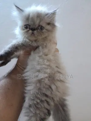 1-3 months Female Purebred Persian