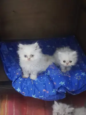 1-3 months Male Purebred Persian