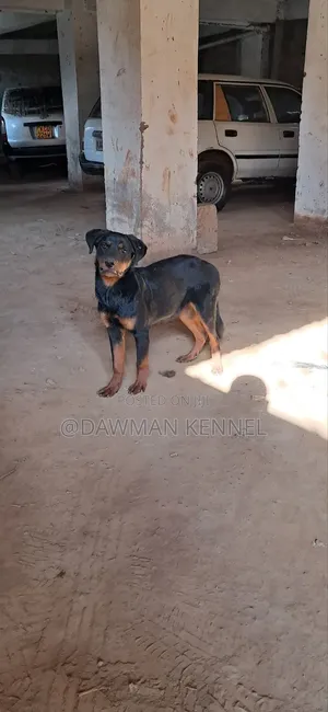 3-6 months Male Purebred Rottweiler