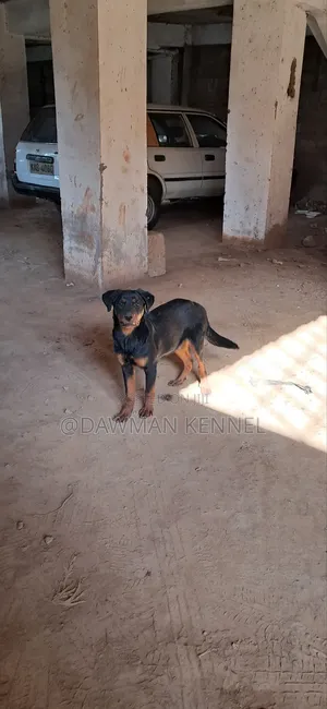 3-6 months Male Purebred Rottweiler
