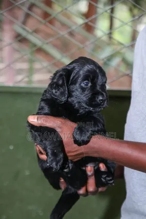 1-3 months Male Purebred English Cocker Spaniel