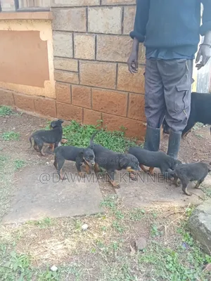 1-3 months Female Purebred Rottweiler