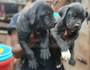 1-3 months Male Purebred Boerboel