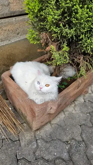 6-12 months Male Purebred Turkish Angora