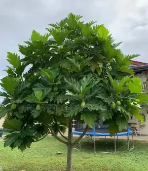 Bread Fruit Seedlings