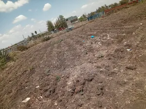 100*100 Plot in New Valley.