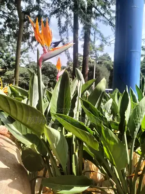 Bird of Paradise Plant