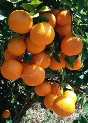 Sweet Seedless Fruit Seedlings Pixie