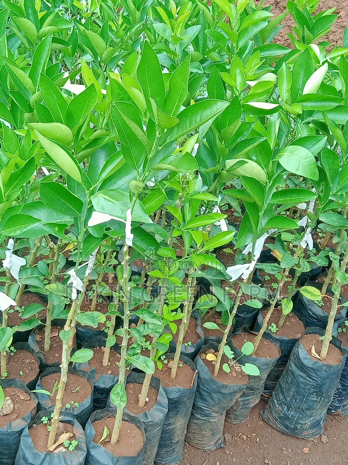 Grafted Pixie Oranges