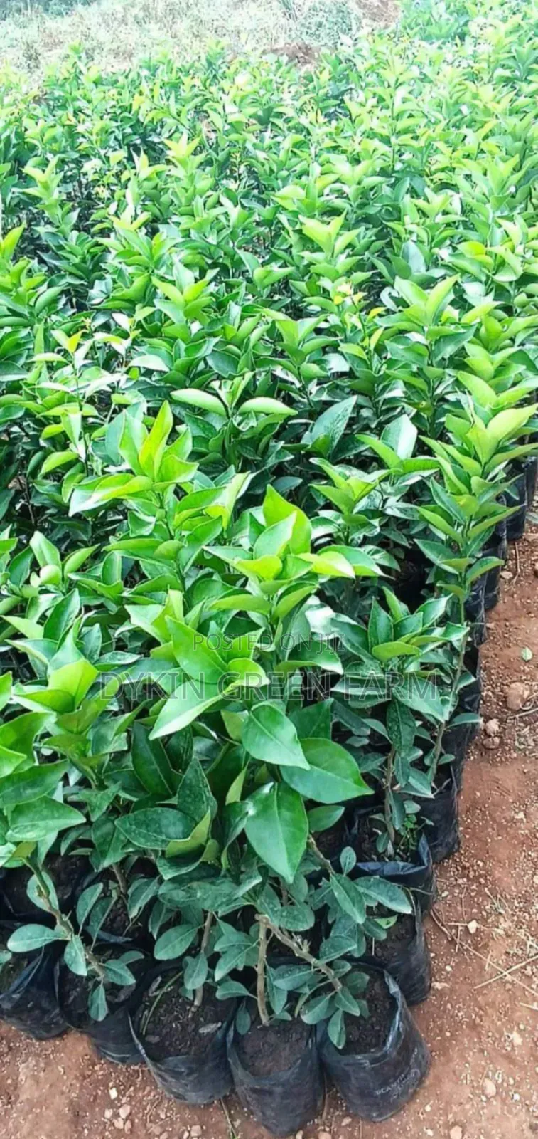 Grafted Pixie Oranges