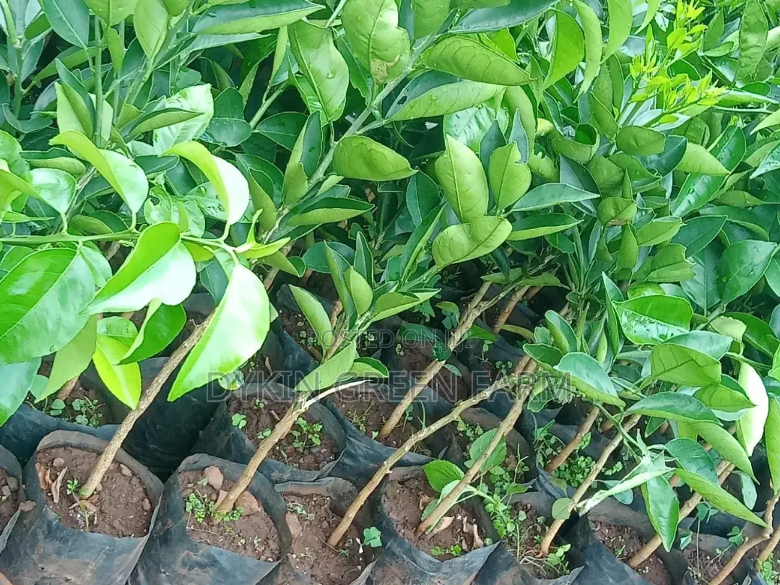 Grafted Pixie Oranges
