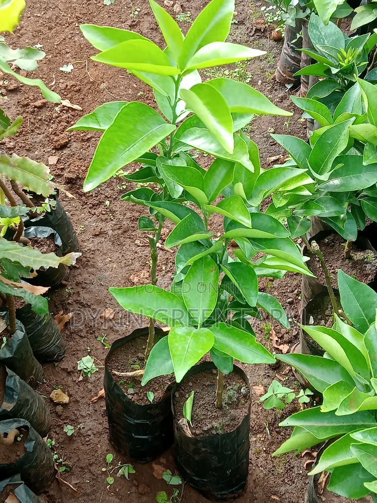 Grafted Pixie Oranges