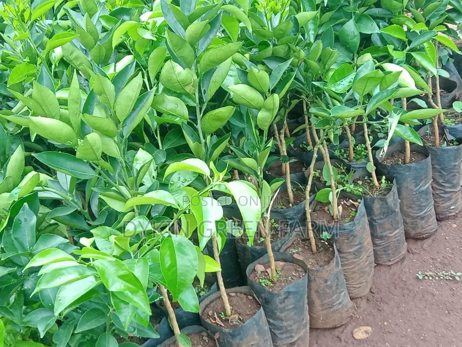 Grafted Pixie Oranges