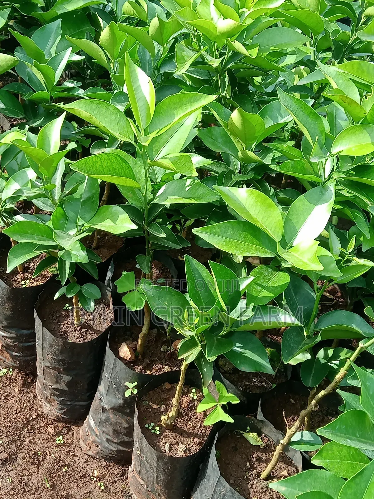 Grafted Pixie Oranges