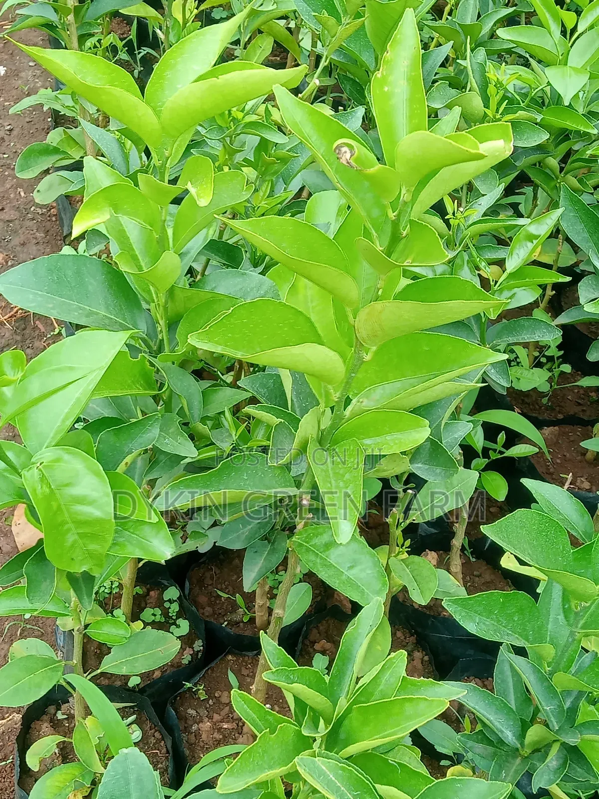 Grafted Pixie Oranges