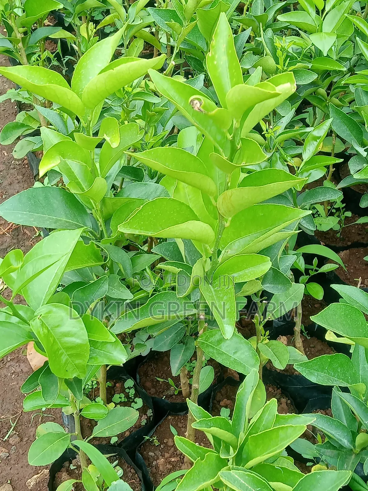 Grafted Pixie Oranges
