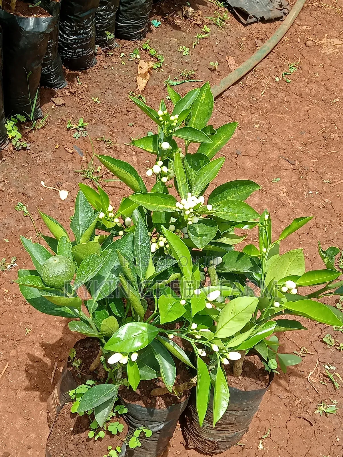 Grafted Pixie Oranges