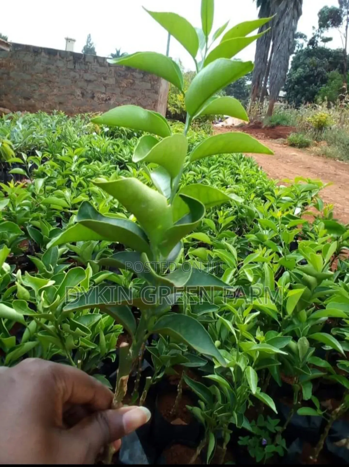 Grafted Pixie Oranges