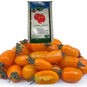 Nova F1 Tomato Seeds 10g