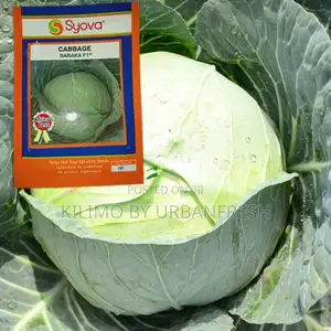 Cabbage Baraka F1 Seeds 25g
