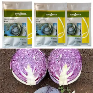 Riva F1 Red Cabbage Seeds (2500 Seeds)
